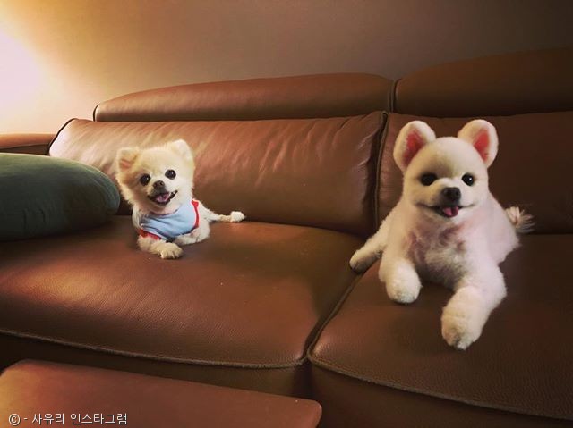 노트펫