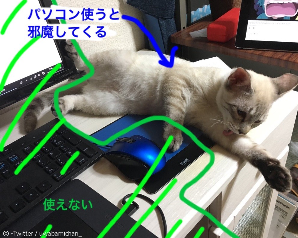 노트펫