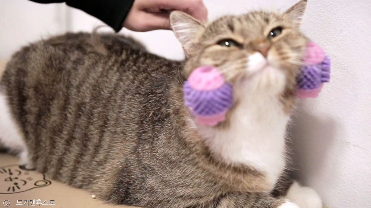 노트펫