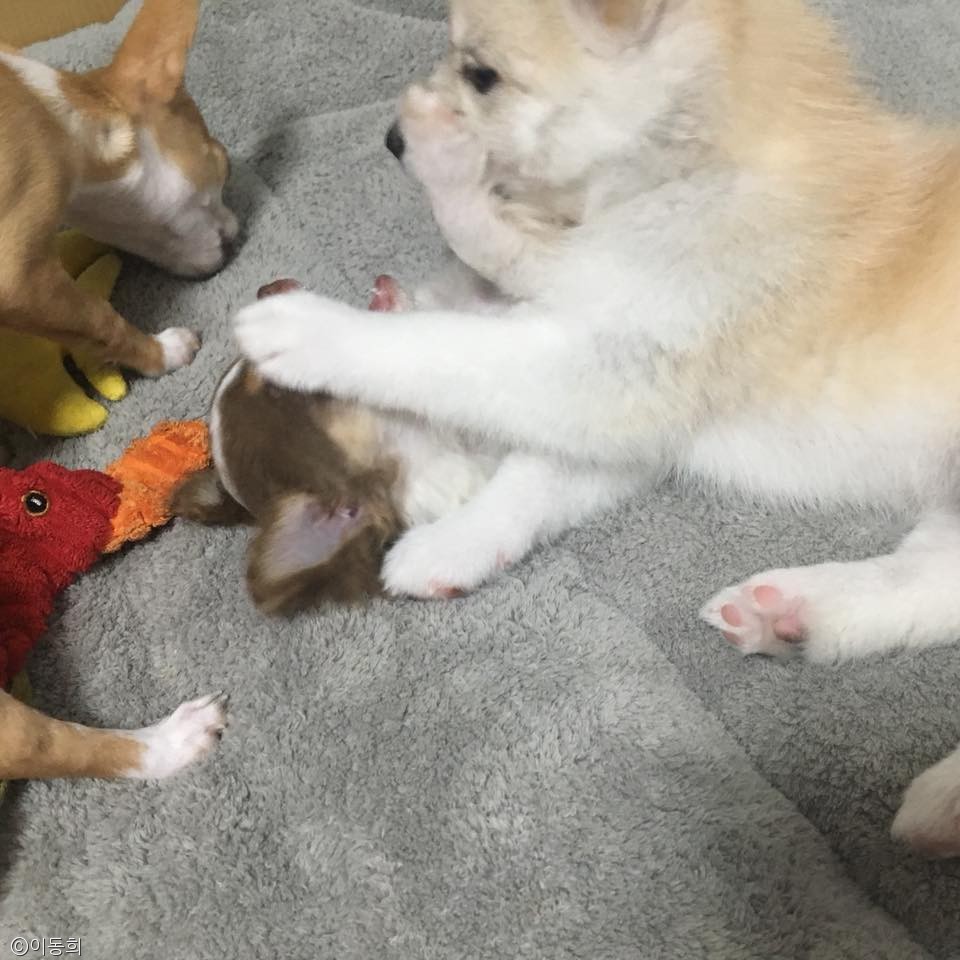 노트펫