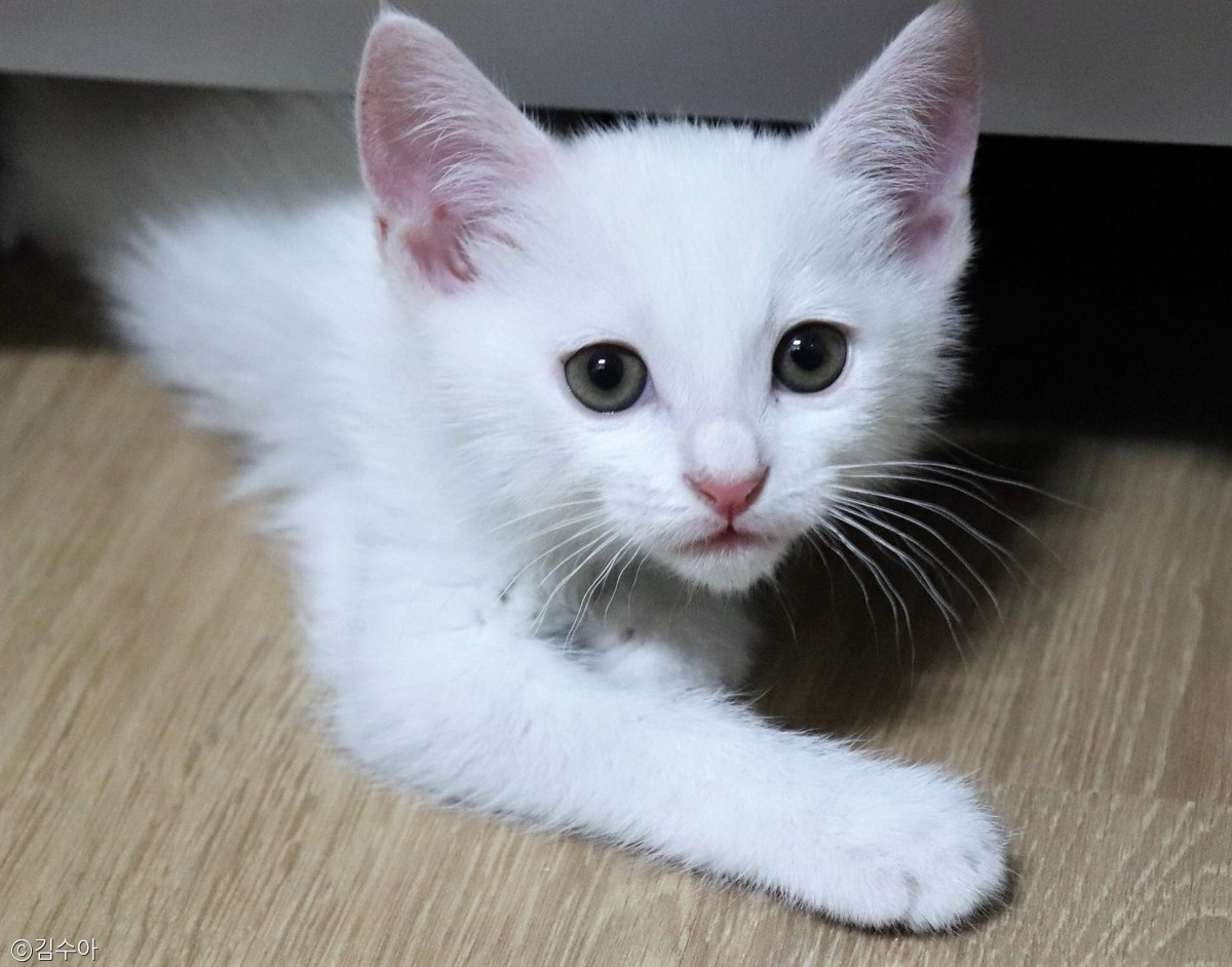 노트펫