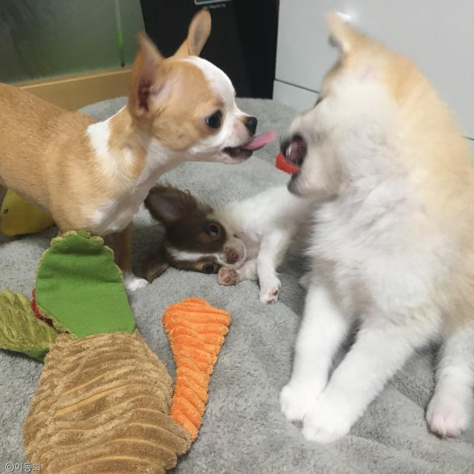 노트펫