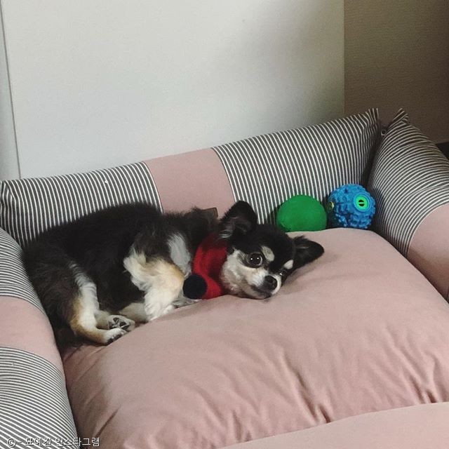 노트펫