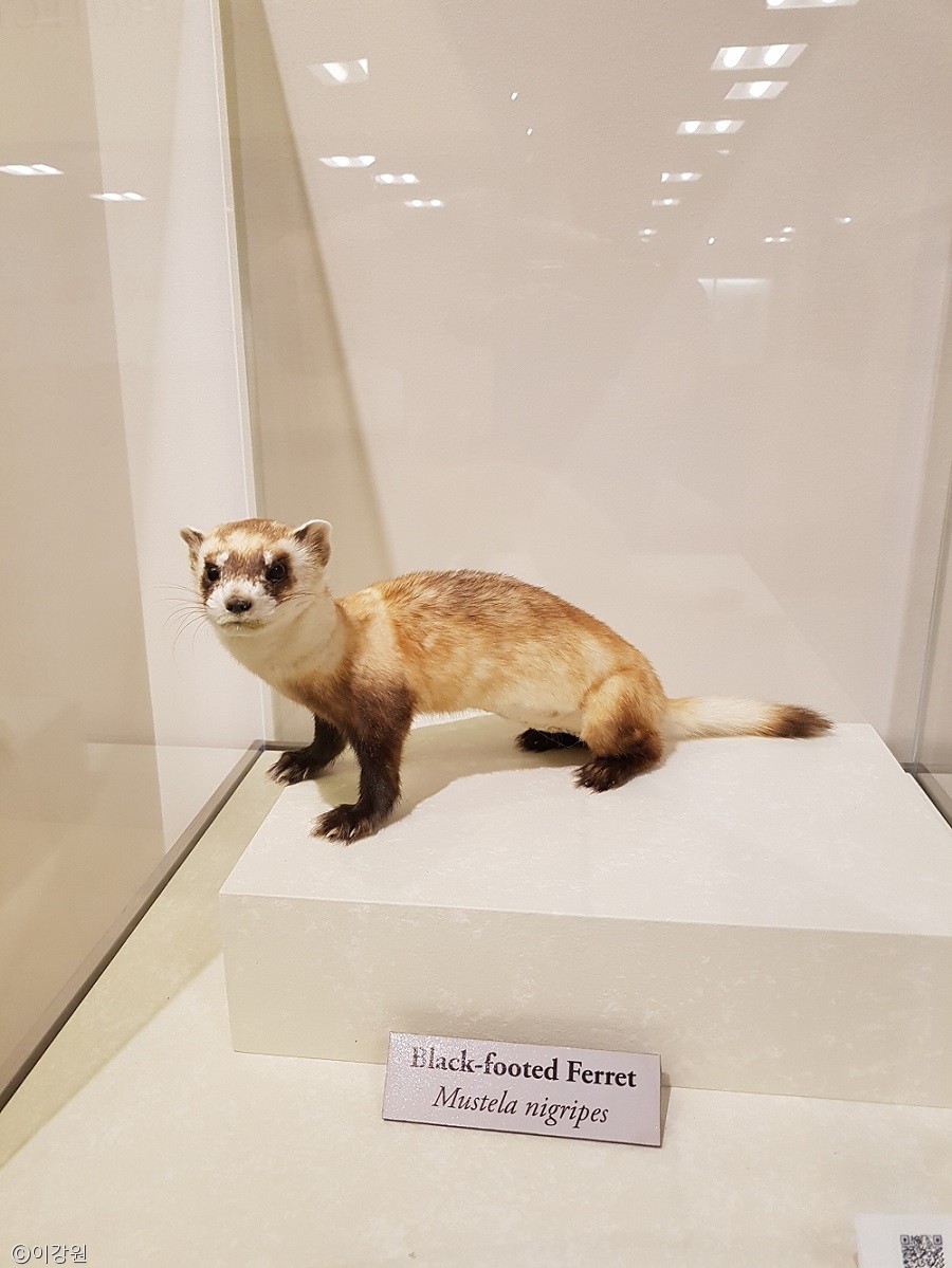 노트펫