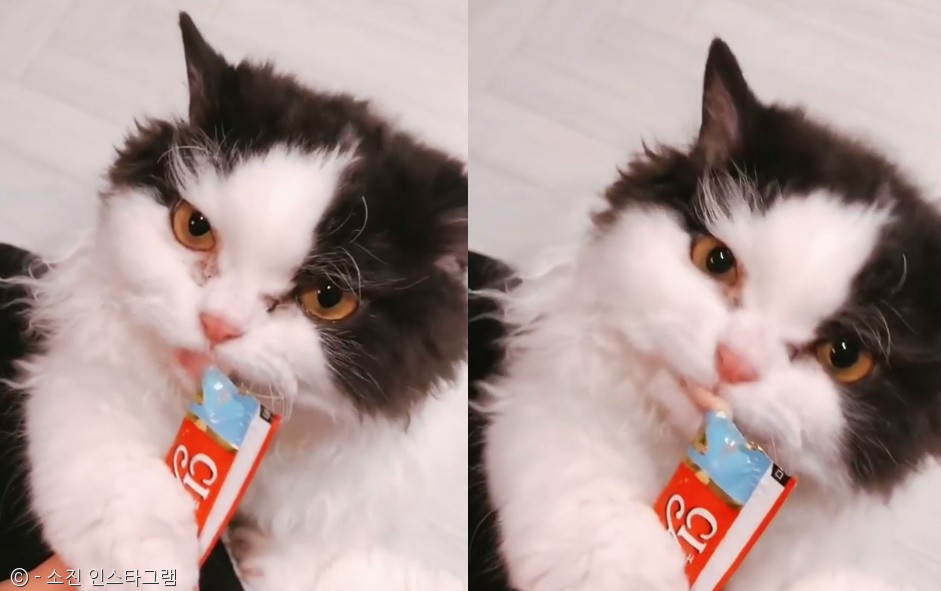 노트펫
