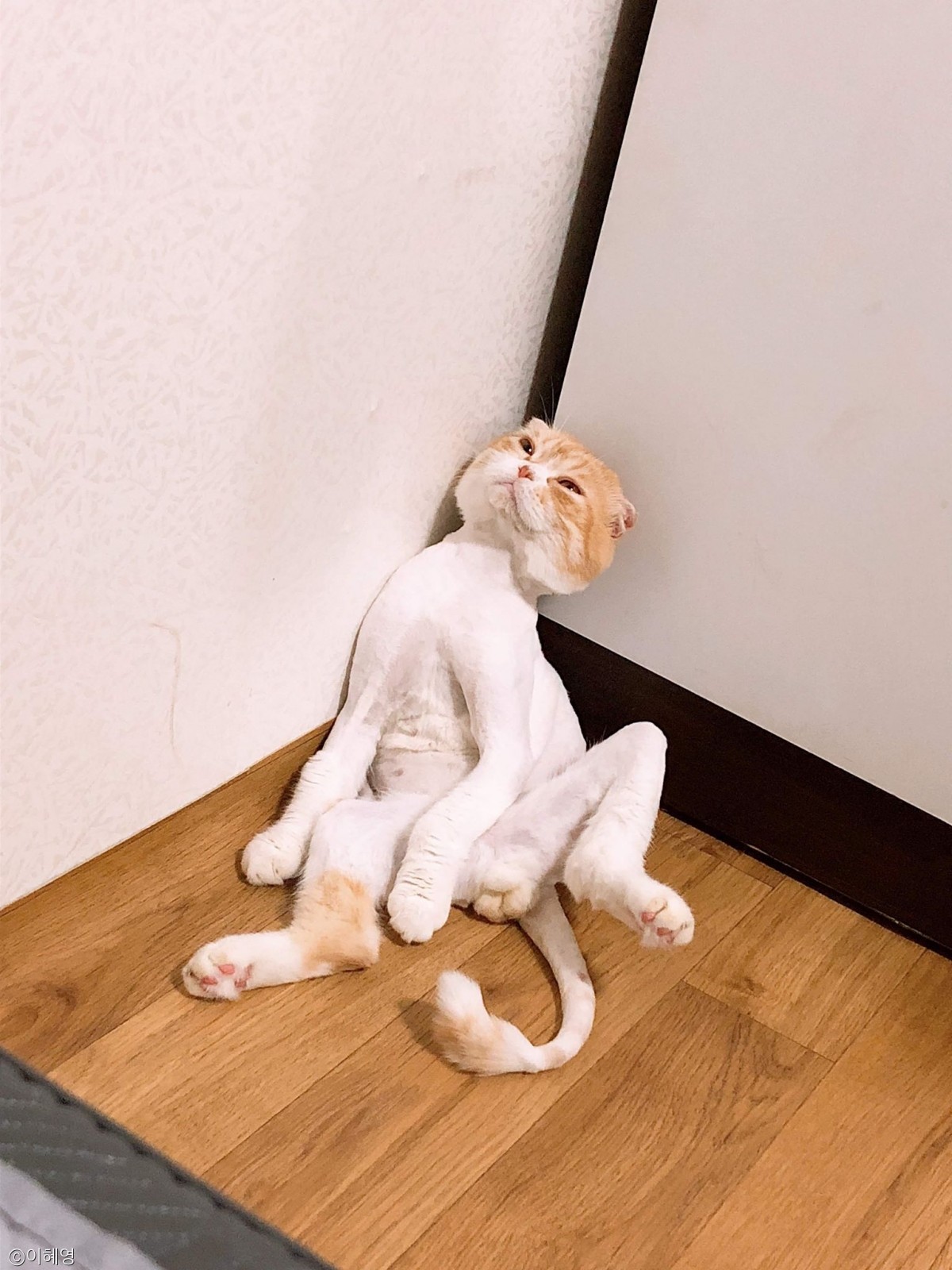 노트펫