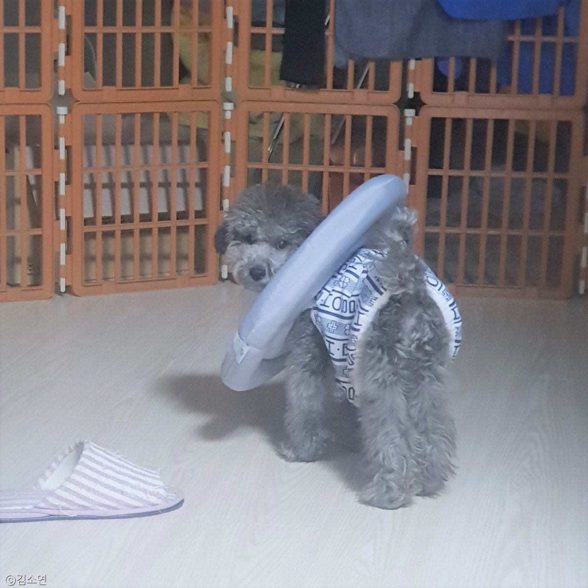 노트펫