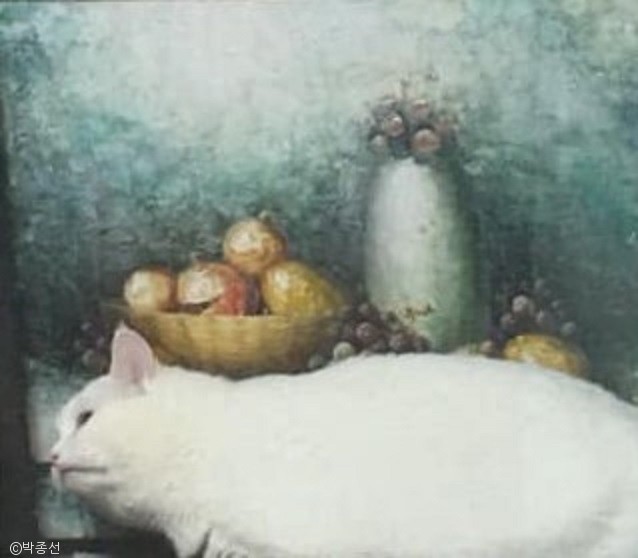 노트펫