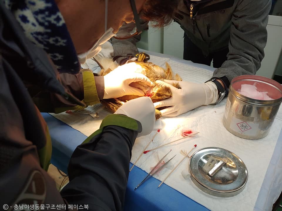 노트펫