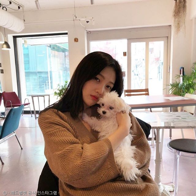 노트펫