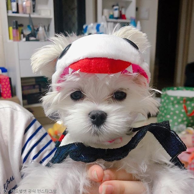 노트펫