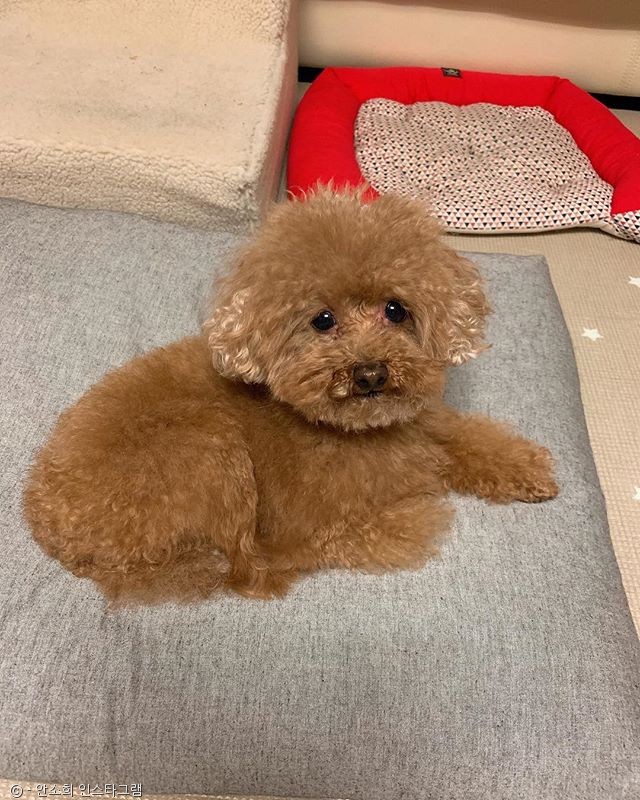 노트펫