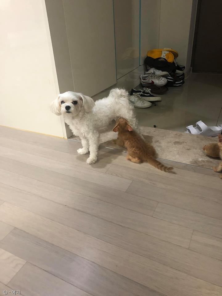 노트펫