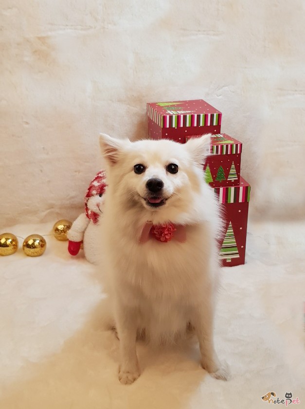 노트펫