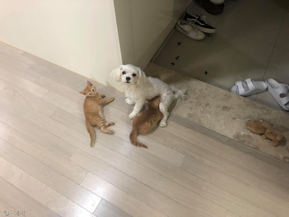 노트펫