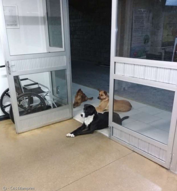 노트펫