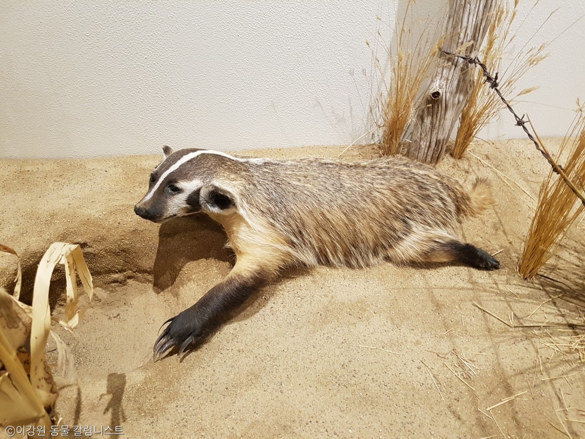 노트펫