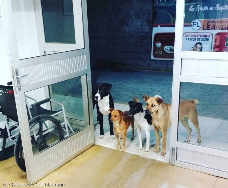 노트펫