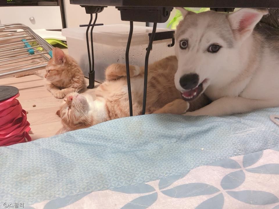 노트펫