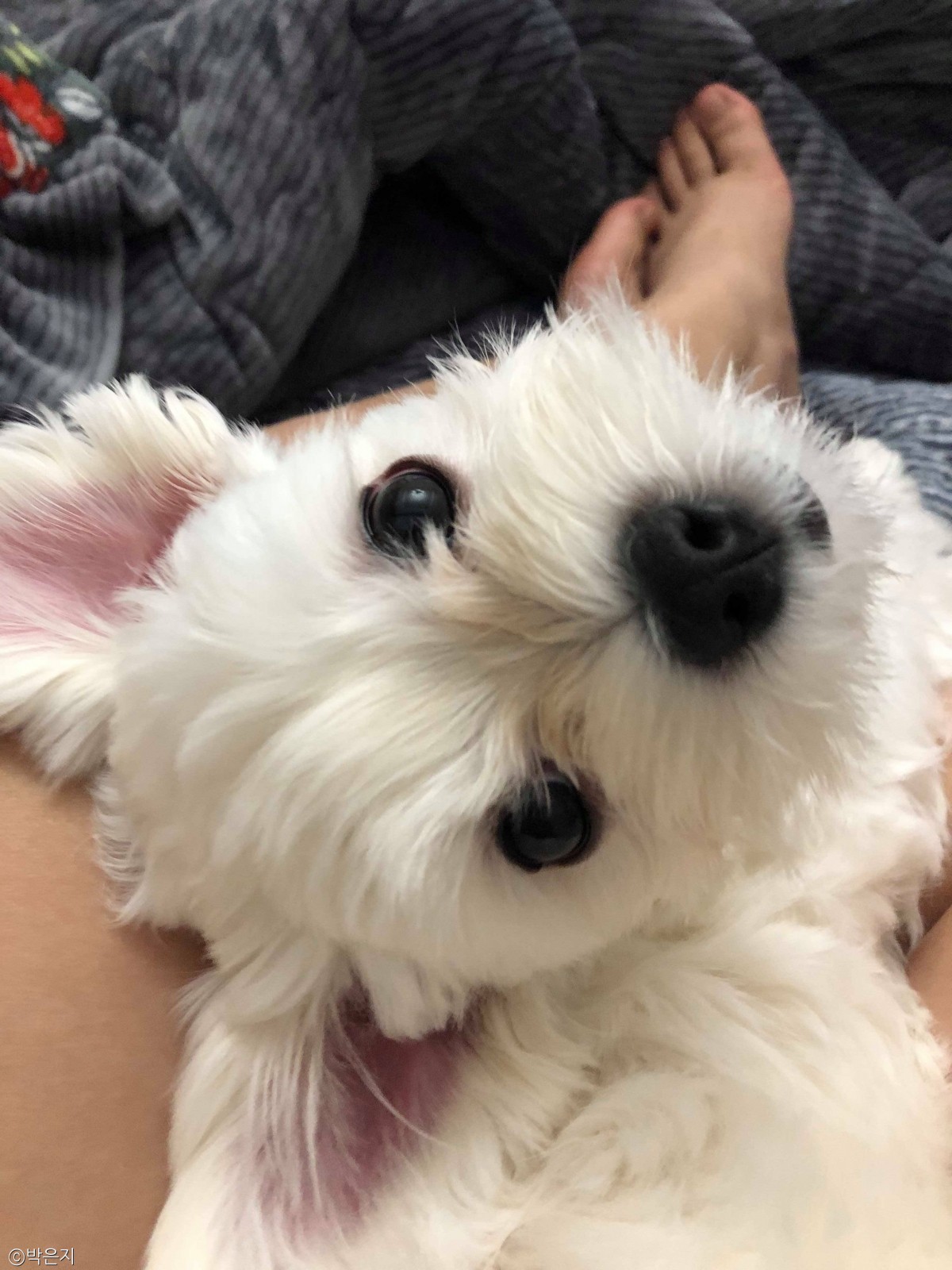 노트펫