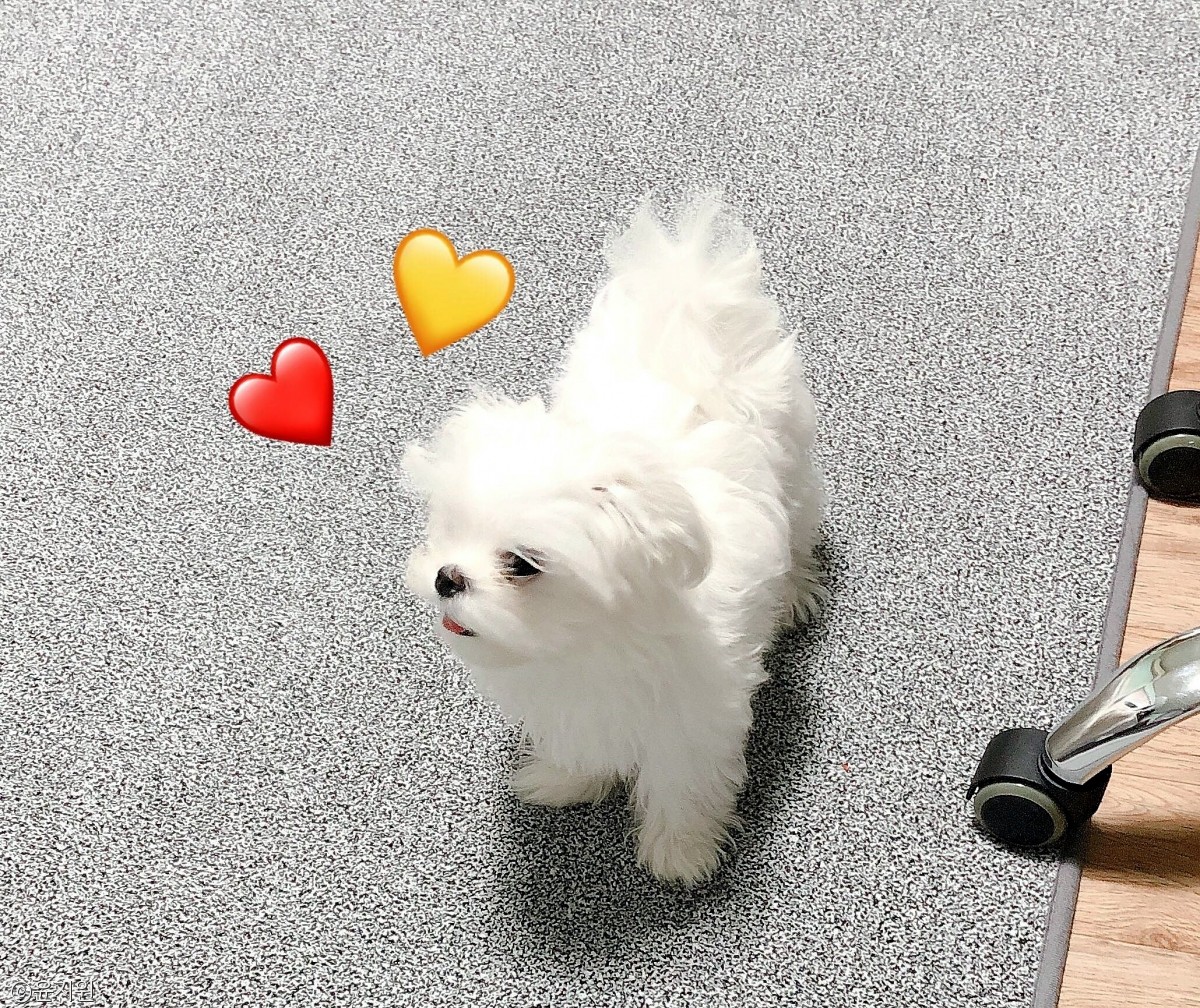 노트펫