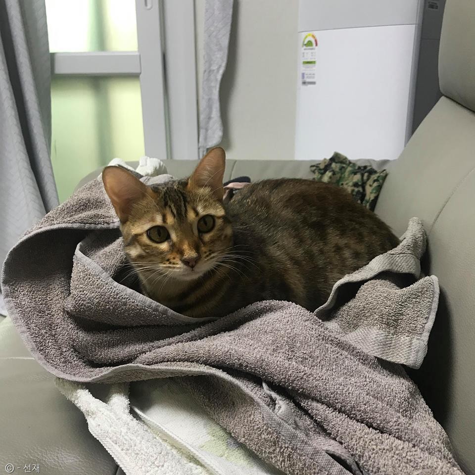 노트펫