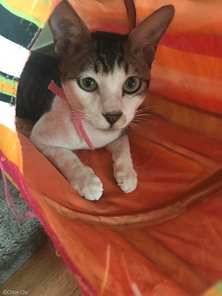 노트펫