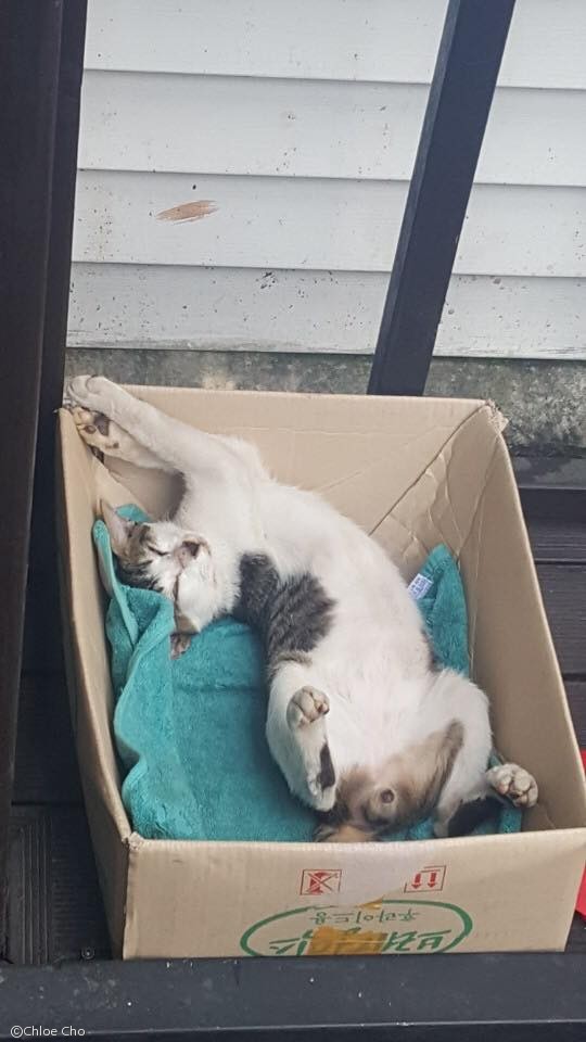 노트펫
