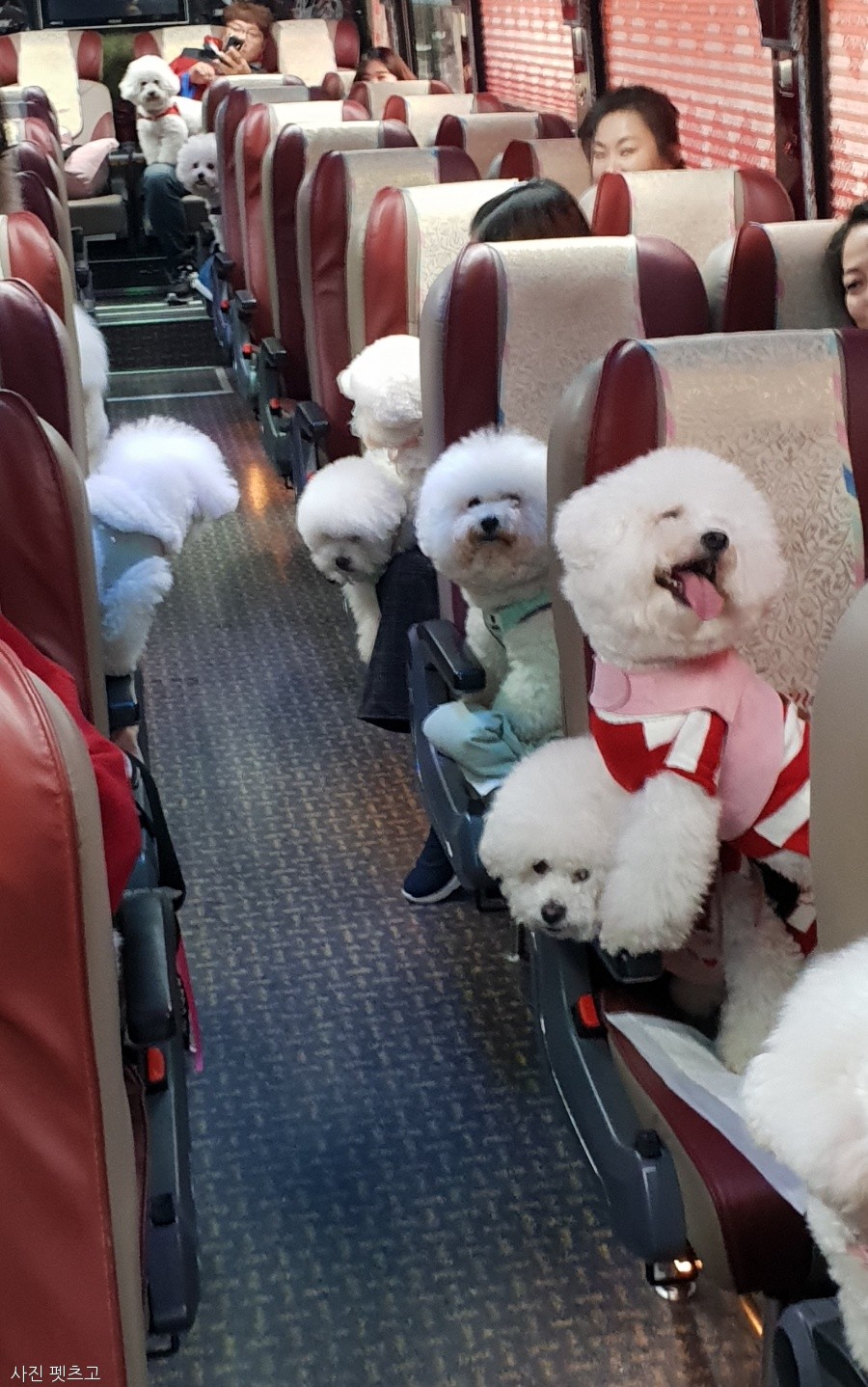 노트펫
