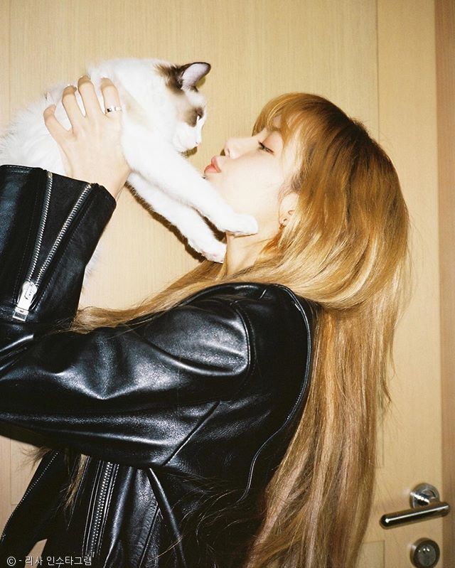 노트펫