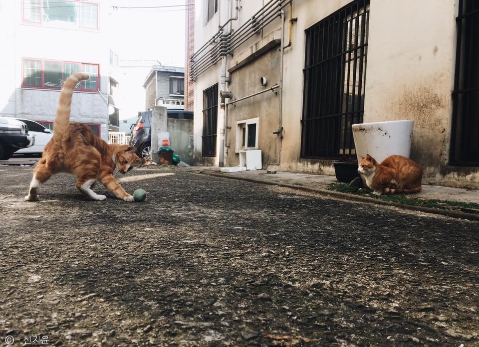 노트펫