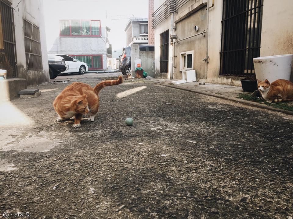 노트펫