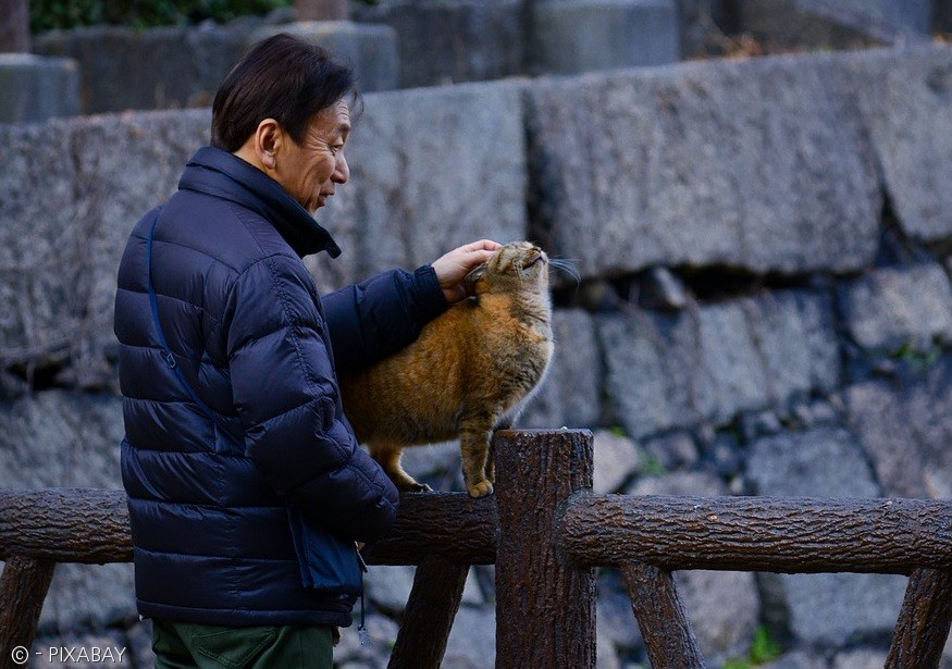 노트펫