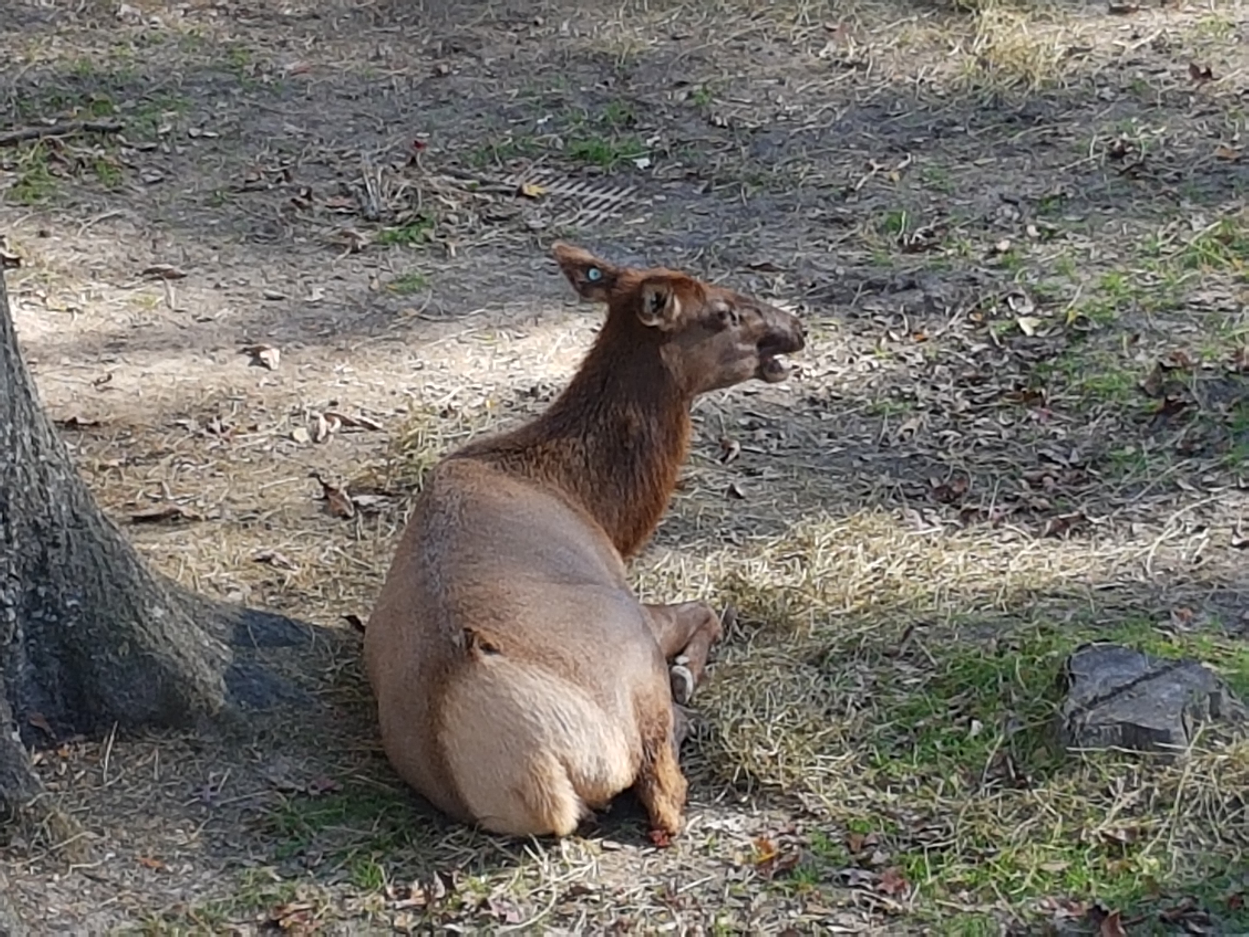 노트펫