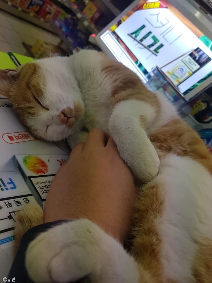 노트펫