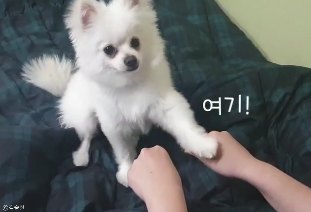 노트펫