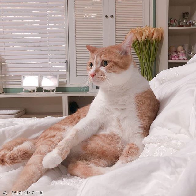 노트펫