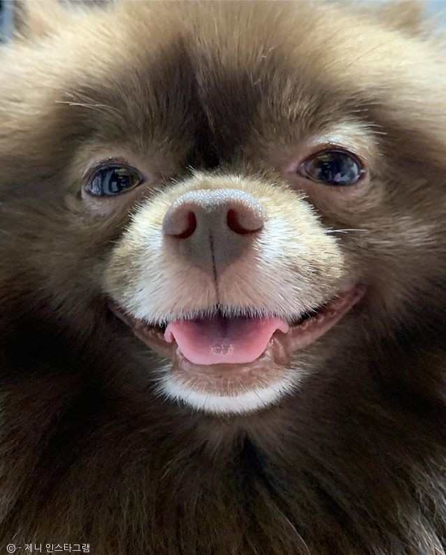 노트펫