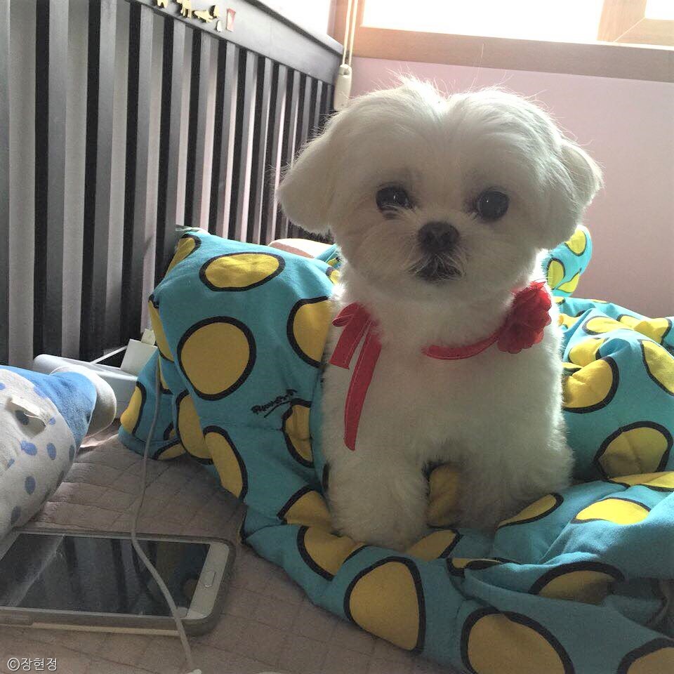 노트펫