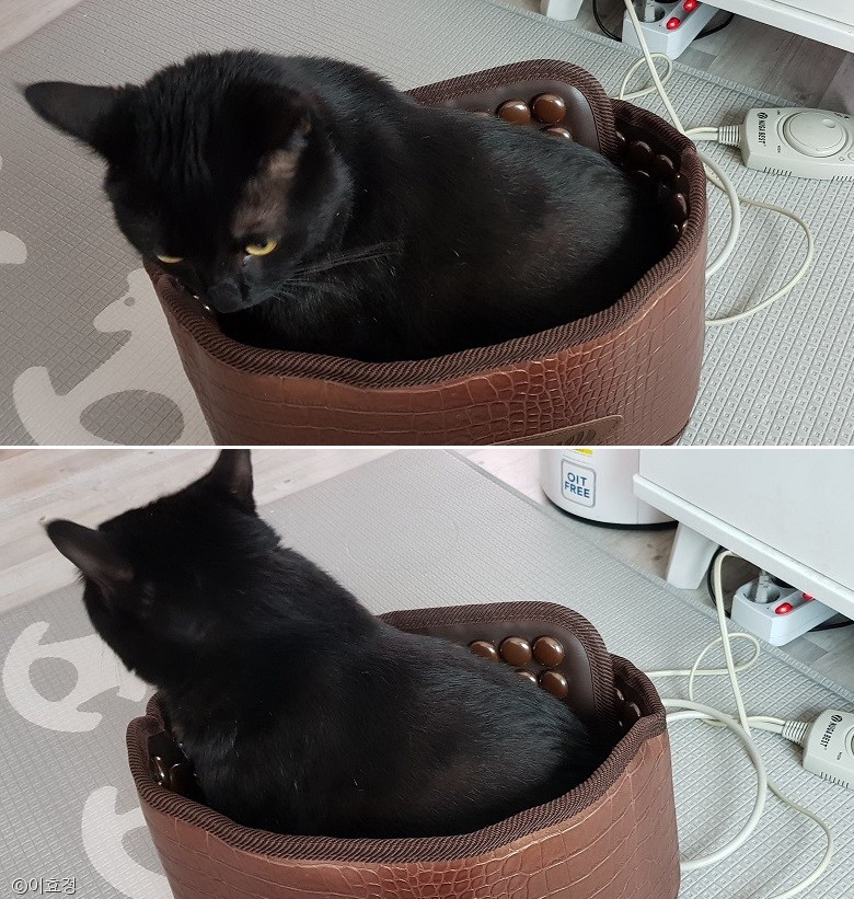 노트펫