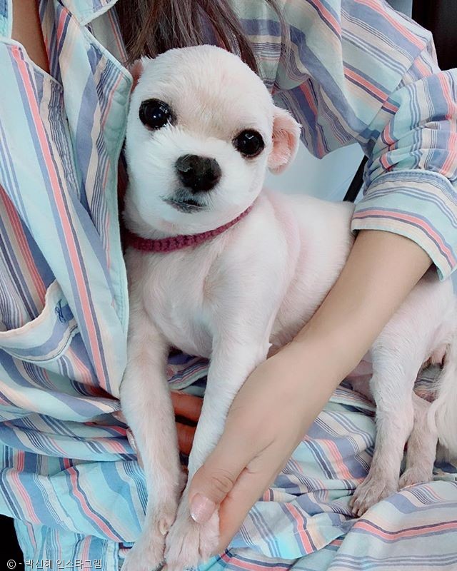 노트펫