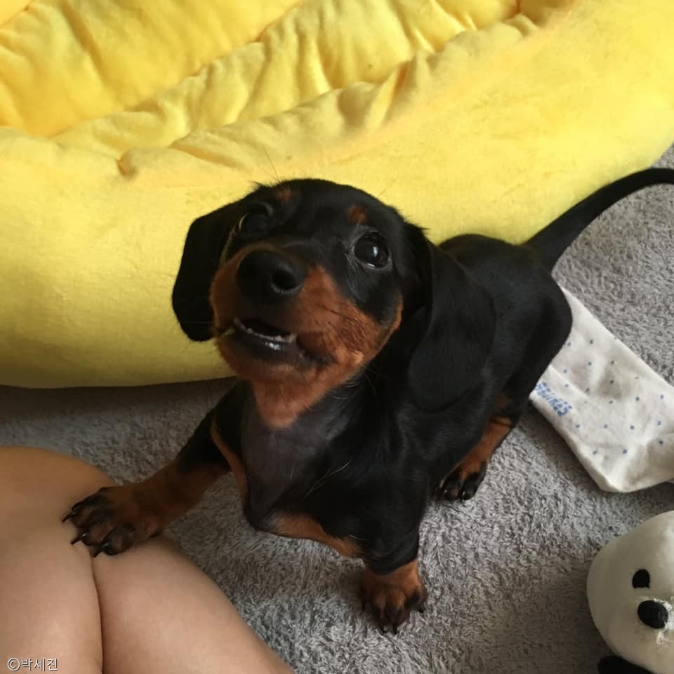 노트펫