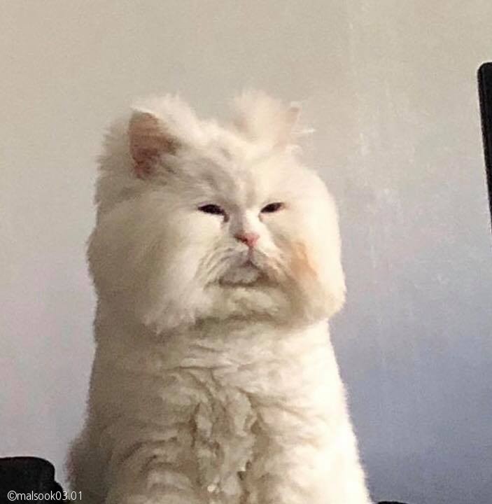 노트펫