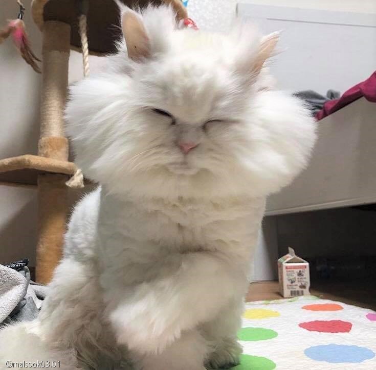 노트펫