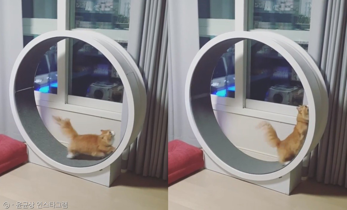 노트펫