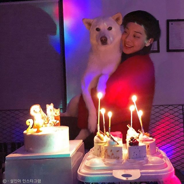 노트펫