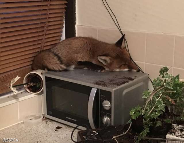 노트펫
