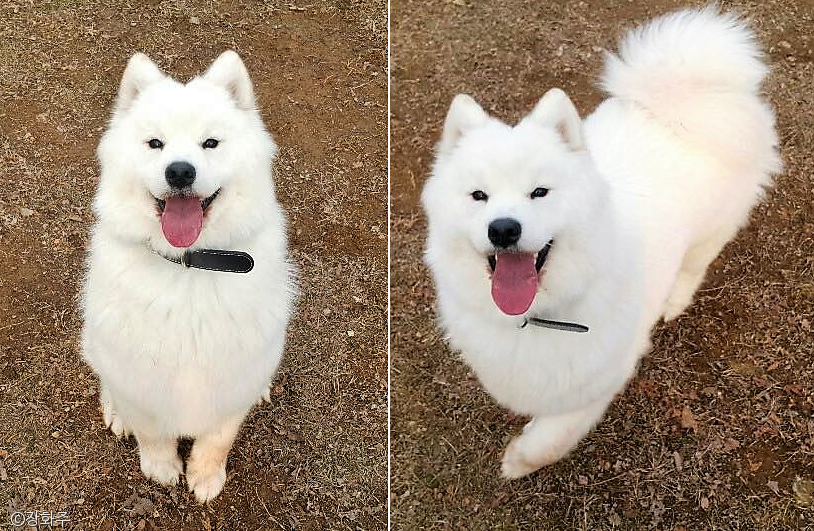 노트펫