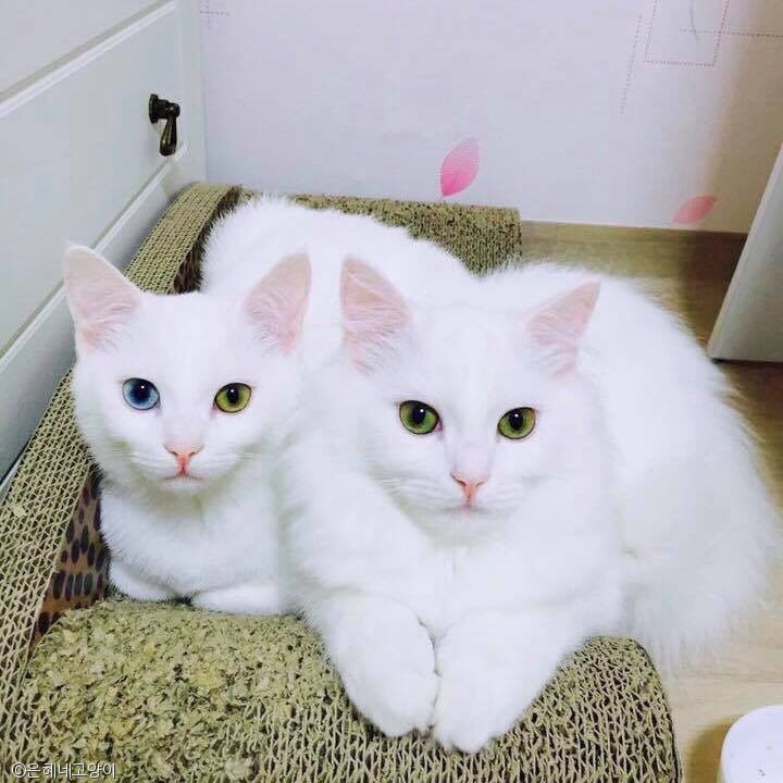 노트펫