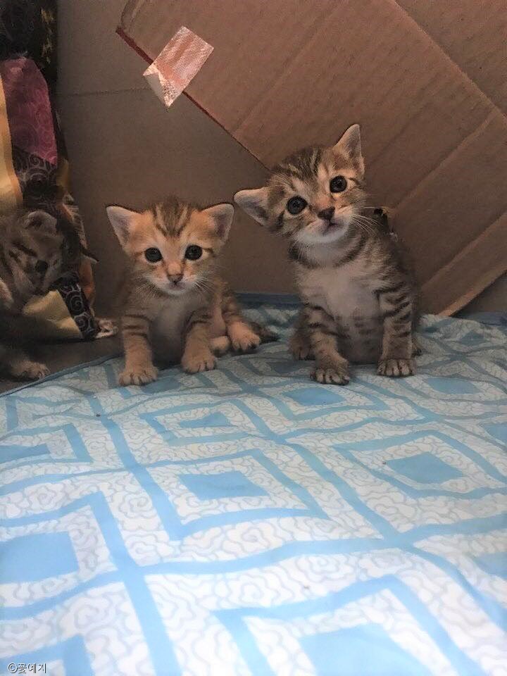 노트펫